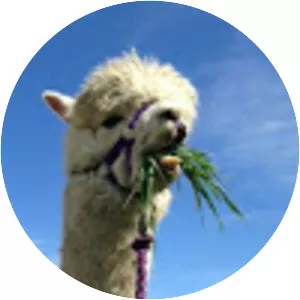 Herrings Green Activity Farm & Bird of Prey Centre - 