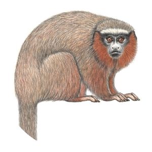 Hershkovitz's titi