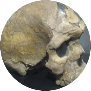 Herto Man (Homo sapiens idaltu)