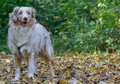 Herzensangelegenheit Hund - Dog walker in Oberhaching, Germany