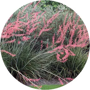 Hesperaloe parviflora