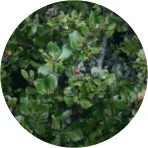 Hesperomeles obtusifolia