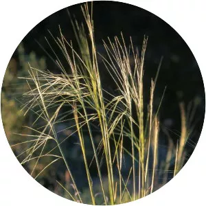Hesperostipa comata - Plants
