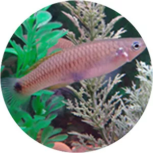 Heterandria bimaculata - 