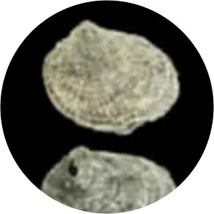 Heteranomia squamula - 