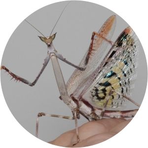 Heterochaeta orientalis - 