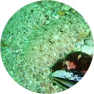 Heteromycteris capensis - 