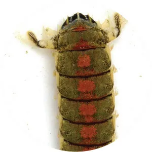 Heterosquilla tricarinata