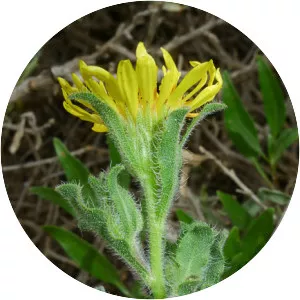 Heterotheca sessiliflora