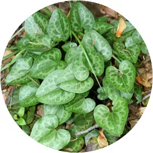 Hexastylis naniflora - 