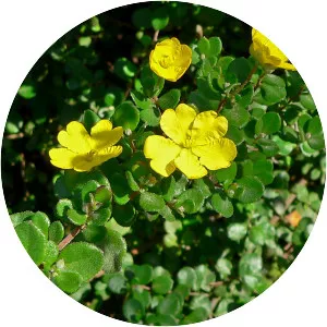 Hibbertia aspera - Plants