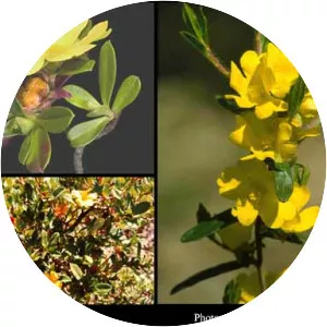 Hibbertia cuneiformis - 