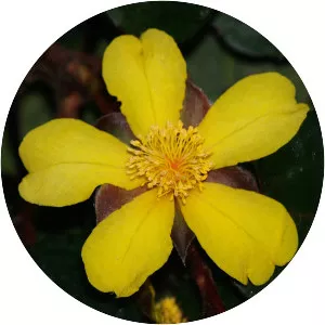 Hibbertia dentata - 