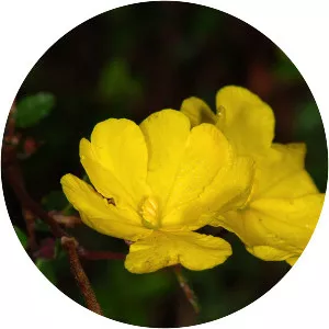 Hibbertia empetrifolia - 