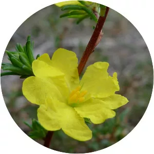 Hibbertia fasciculata - 