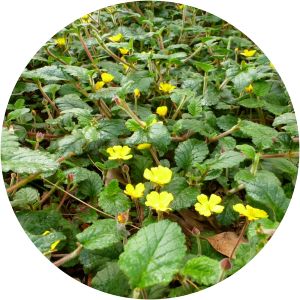 Hibbertia grossulariifolia - 