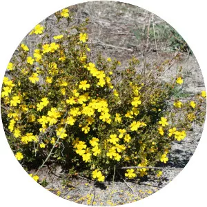 Hibbertia hypericoides - 