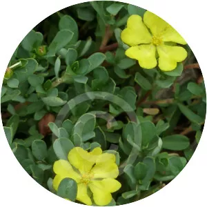 Hibbertia obtusifolia - 