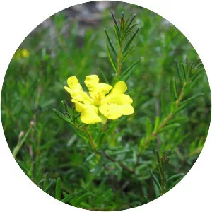 Hibbertia pedunculata - 