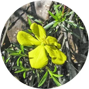 Hibbertia procumbens - 