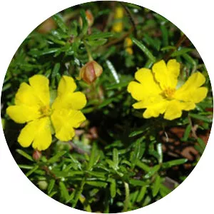 Hibbertia - Plants