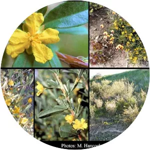 Hibbertia racemosa - 