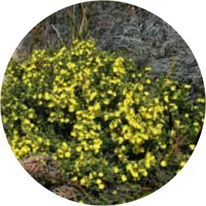 Hibbertia riparia - 