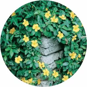 Hibbertia scandens - 