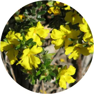 Hibbertia sericea - 