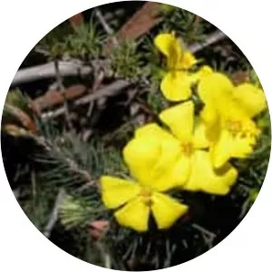 Hibbertia serpyllifolia