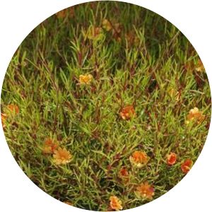 Hibbertia stellaris - 