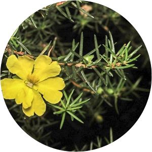 Hibbertia stricta - 