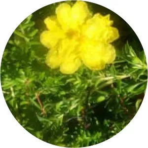 Hibbertia vestita - 