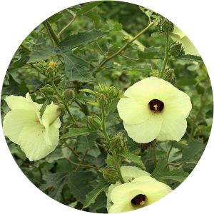 Hibiscus aculeatus