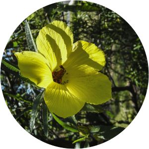 Hibiscus divaricatus
