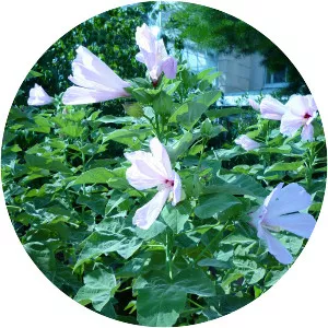 Hibiscus grandiflorus