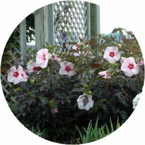 Hibiscus 'Kopper King'