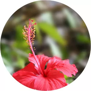 Hibiscus