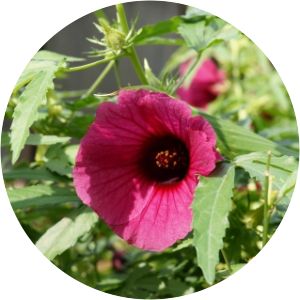 Hibiscus radiatus