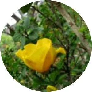 Hibiscus scottii - Plants