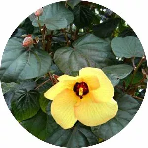 Hibiscus tiliaceus