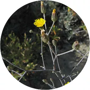 Hieracium argutum