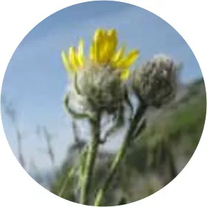 Hieracium villosum - 