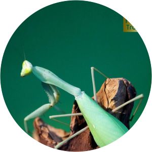 Hierodula membranacea