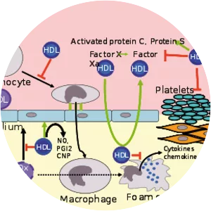 High-density lipoprotein - 