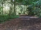 High Elms Country Park - 