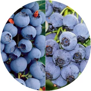Highbush blueberry