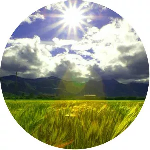 Highland barley photograph