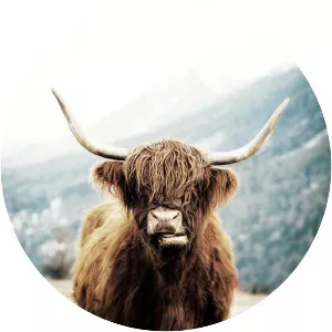 Highland cattle