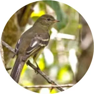 Highland elaenia - Bird